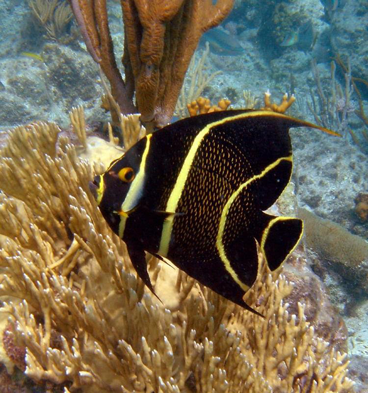 A French Angel Fish in the reefs surrounding Virgin Islands National Park in the US Virgin Islands. The park covers about 60% of the island of Saint John.