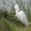 Snowy Egret