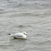 Black-headed Gull (Winter plumage)