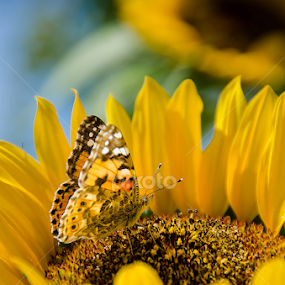 Sunflower by Fitria Ramli - Flowers Flower Gardens