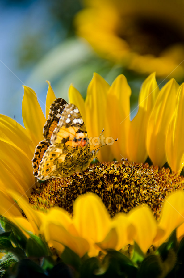Sunflower by Fitria Ramli - Flowers Flower Gardens