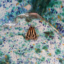 Virgin Tiger moth