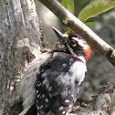 Downy Woodpecker