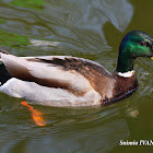 Common Duck