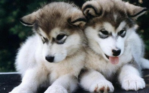 Puppy Dog Wallpaper Screenshots 6