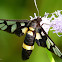 Handmaiden moth