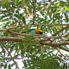 Gilt-edged Tanager