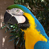 daphne by Debbie Theobald -  