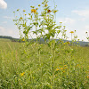 Cut-Leaved Coneflower