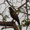 Crested Serpent Eagle