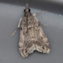 Many-spotted Scoparia Moth