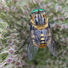 flower-feeding march fly #2