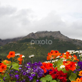 Alaska view by Michelle DeWeese Webber - Landscapes Mountains & Hills