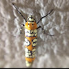 Ailanthus webworm