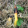 Elegant Stinkhorn