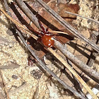 Cobweb Spider