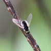 Bee Fly