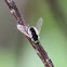 Bee Fly