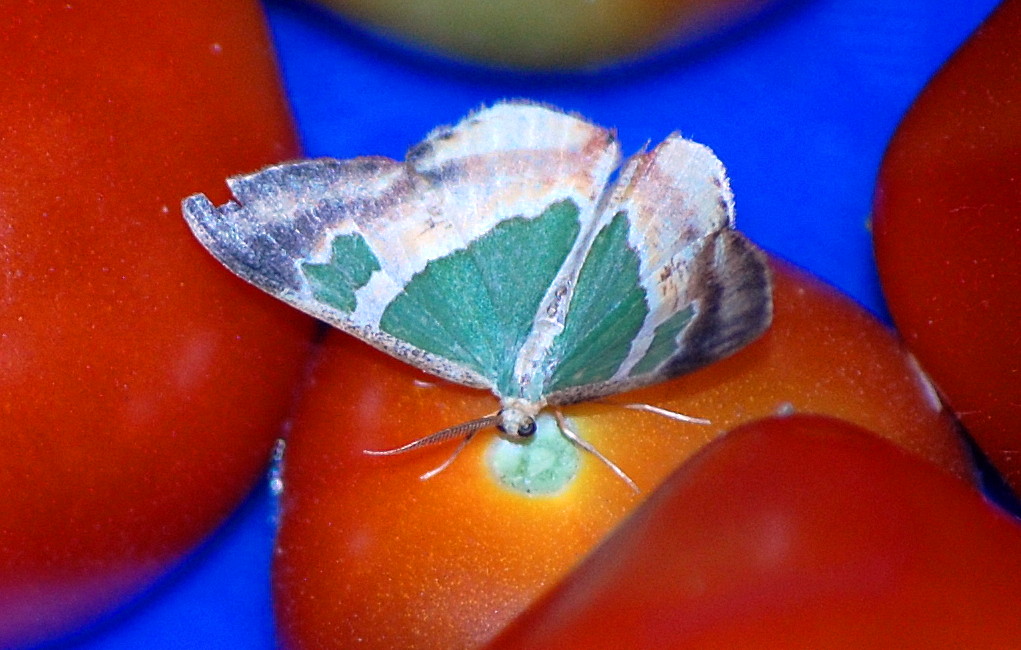 Greenish moth