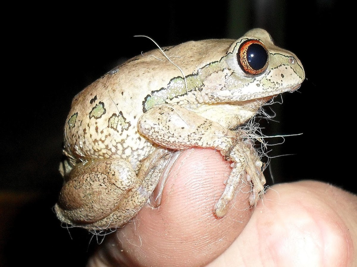 Forest Treefrog