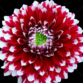 by Soumitra Haldar - Flowers Single Flower