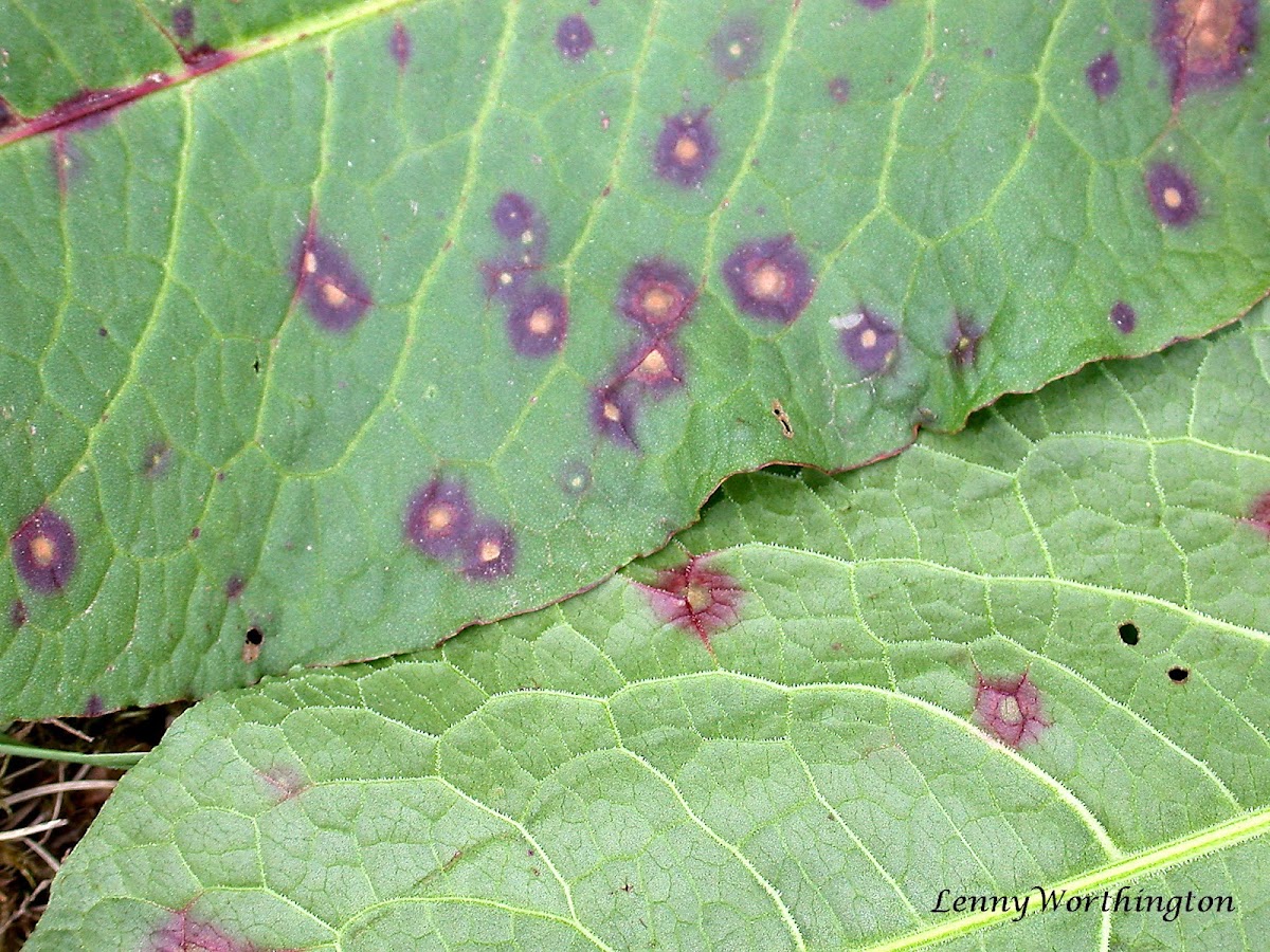 Micro Fungi on Rumex