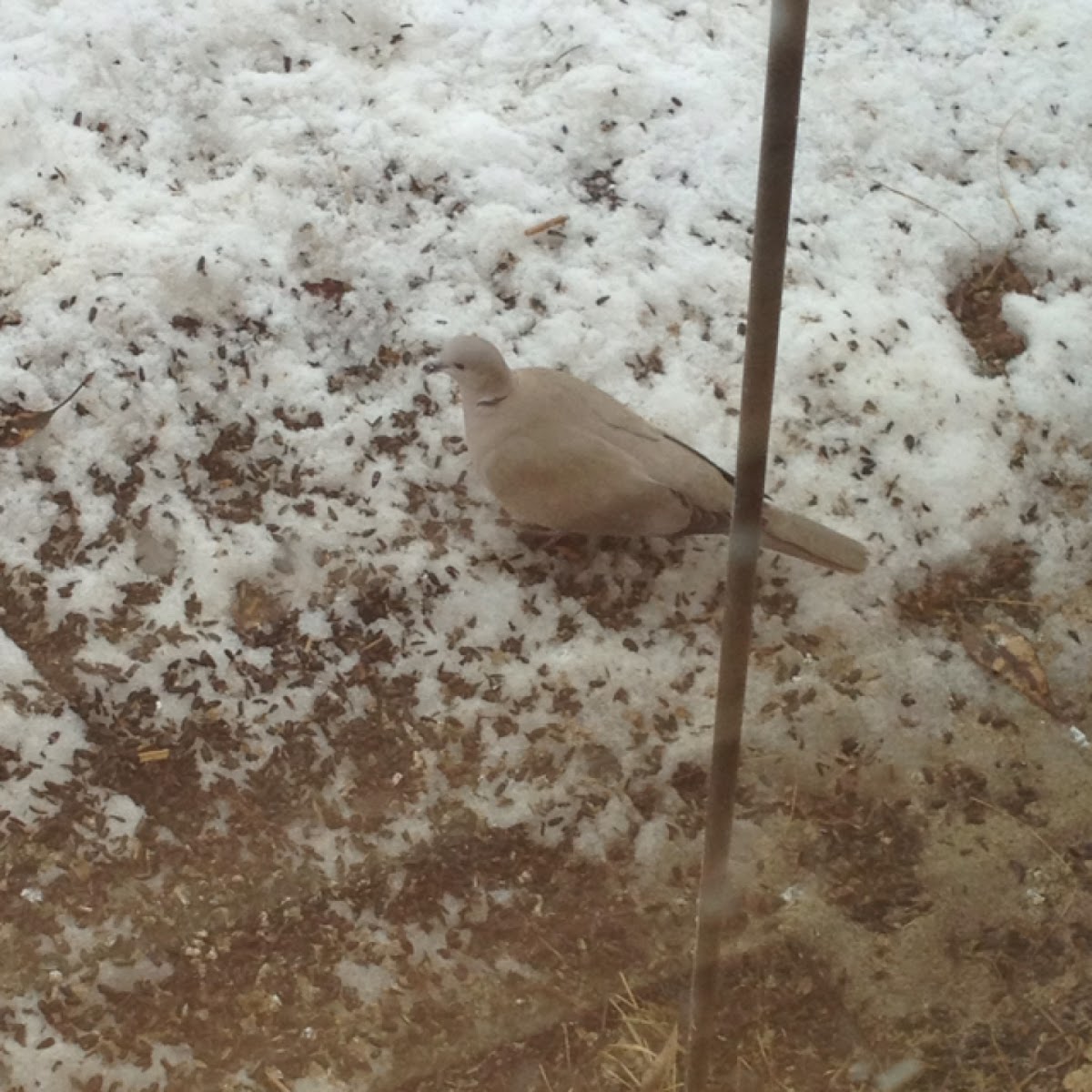 Eurasian collared dove