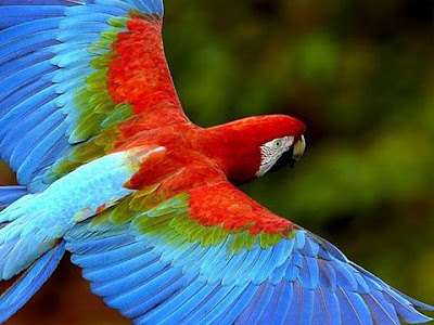 [最も選択された] 鳥　壁紙 190338-鳥壁紙メーカー