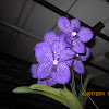 Dendrobium Orchids