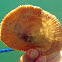 Disc/Mushroom/Tongue Coral