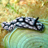 Wart Sea Slug