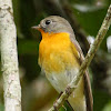 Mugimaki Flycatcher