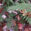 Wood Fern