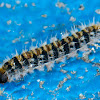 Pine Processionary larva