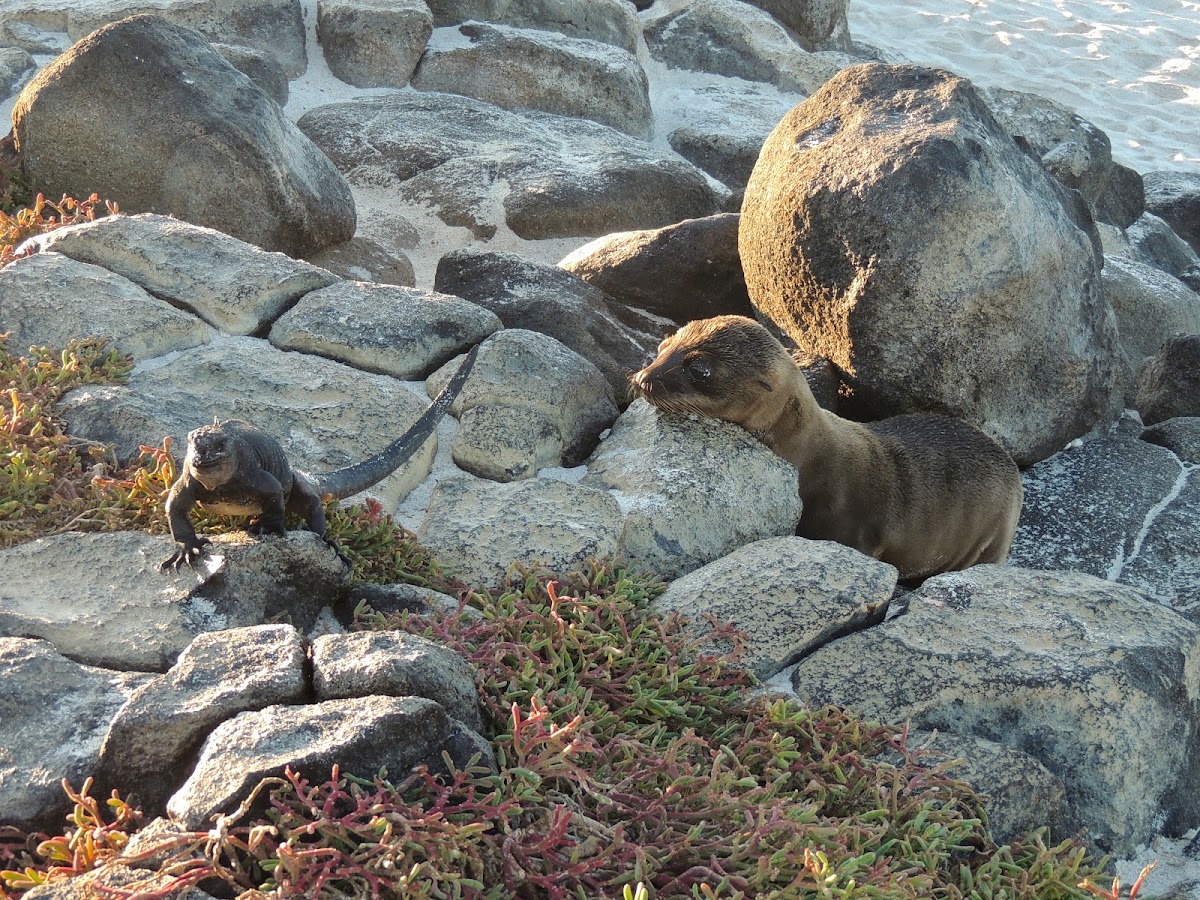 Galapos sea lion (pup)