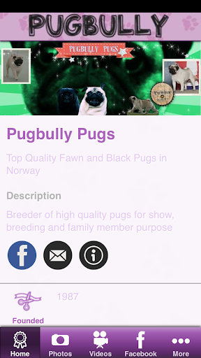 Pugbully Pugs