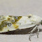 Olive-shaded Bird-dropping Moth
