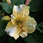 Puruvian lily