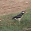 Asian Pied Starling