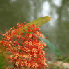  Pagoda Flower  