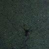 Black house spider