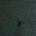 Black house spider