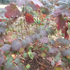 Oak leaf hydrangea