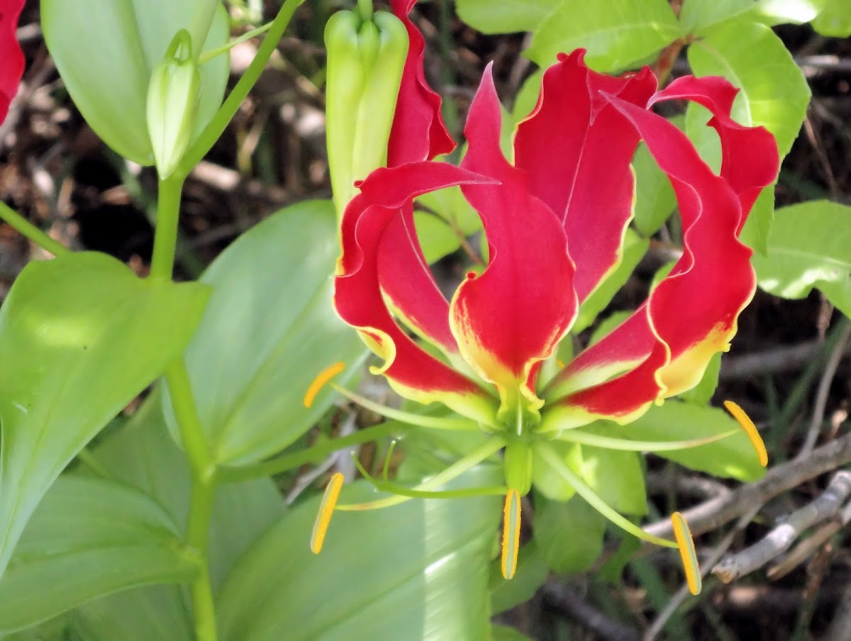 Flame lily or Gloriosa liy