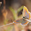 Southern Brown Argus, Morena