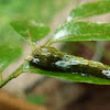 Common mormon   Caterpillar