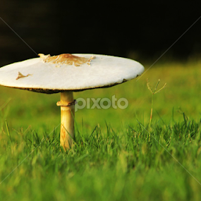 by Heather Carter - Nature Up Close Mushrooms & Fungi