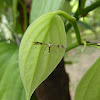 Starfruit Plume Moth