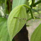 Starfruit Plume Moth