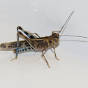 Blue-legged Grasshopper
